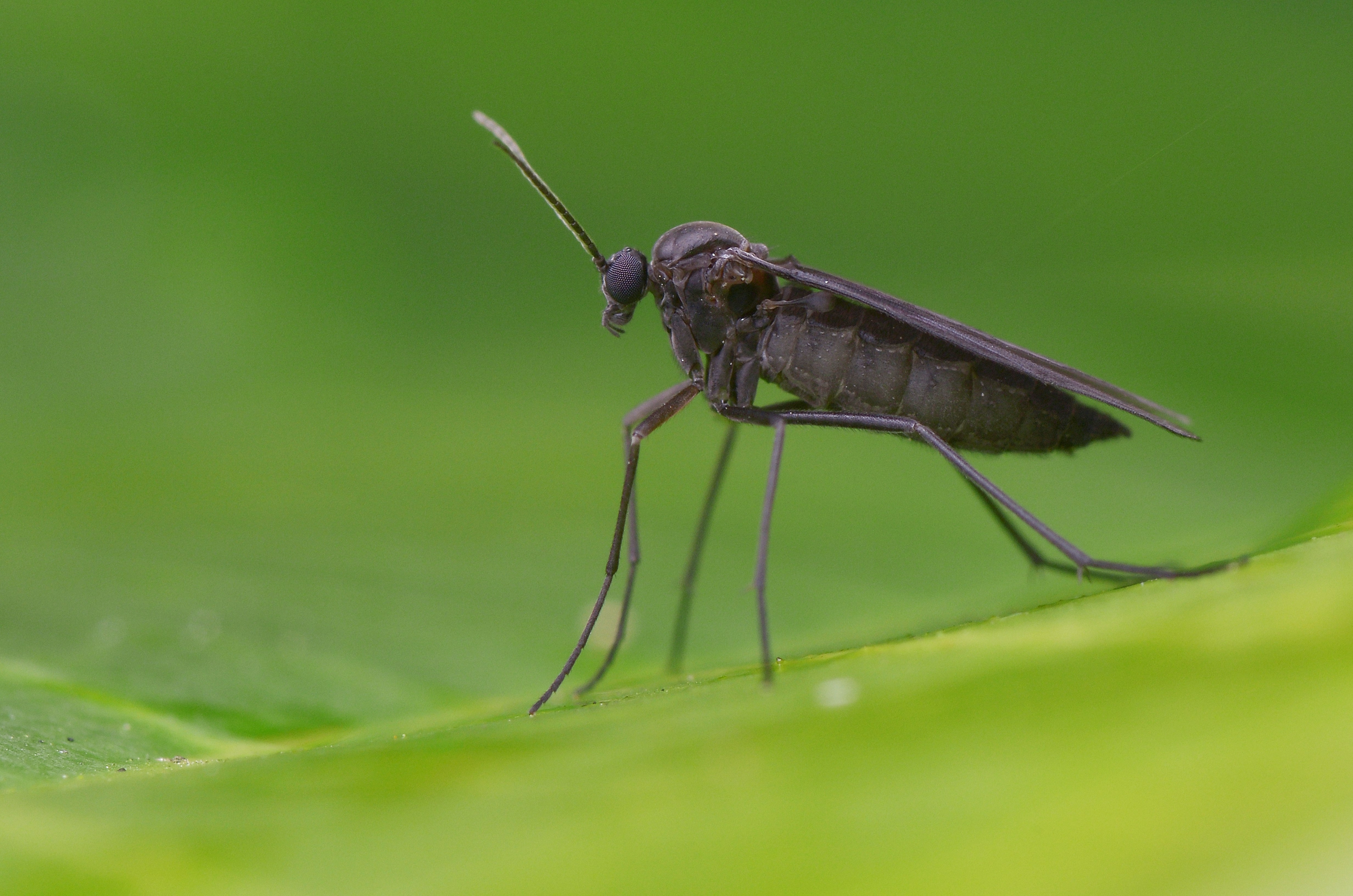 fungus gnat