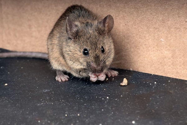 mouse