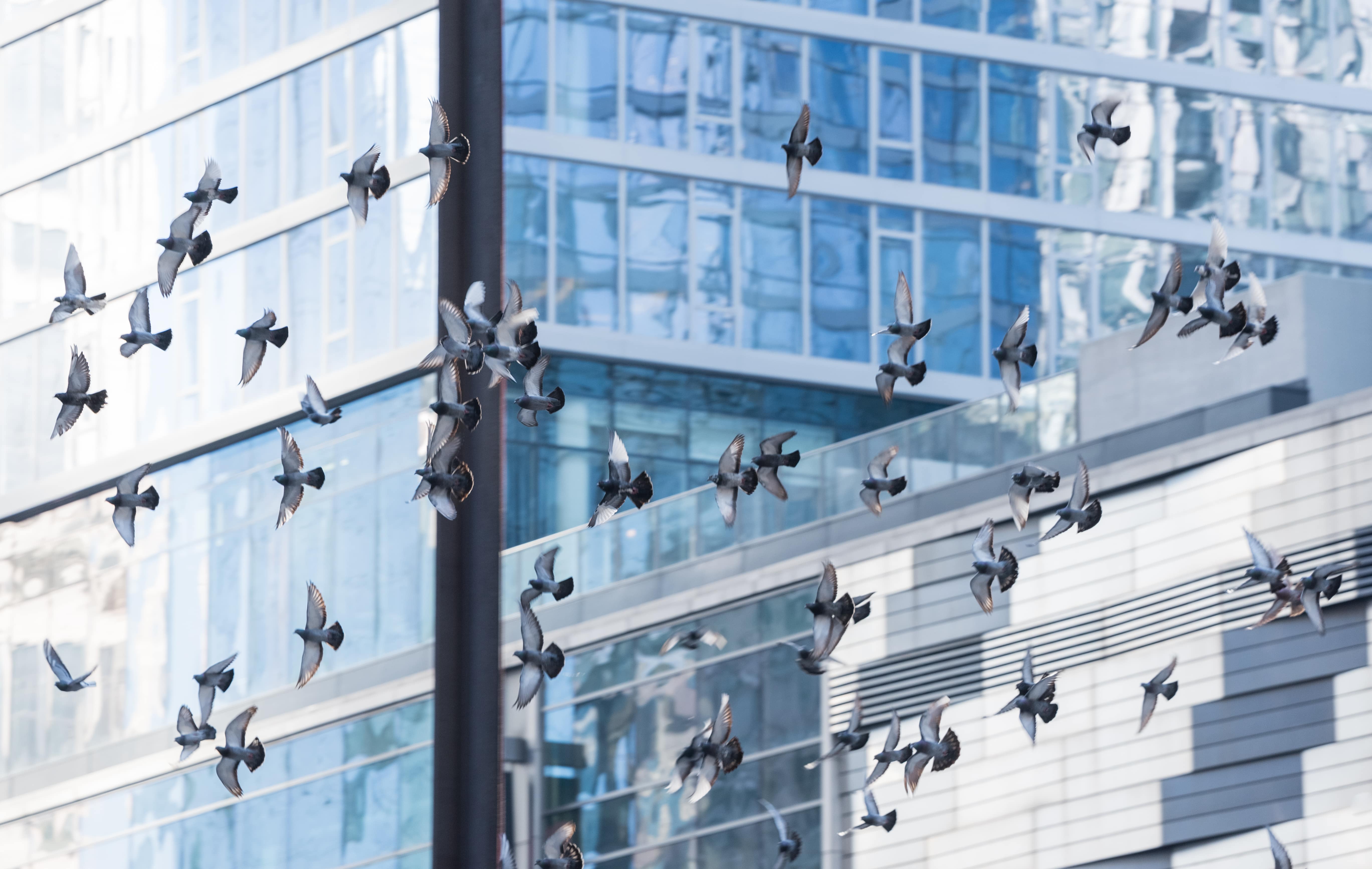 a flock of pigeons flying in front of a building