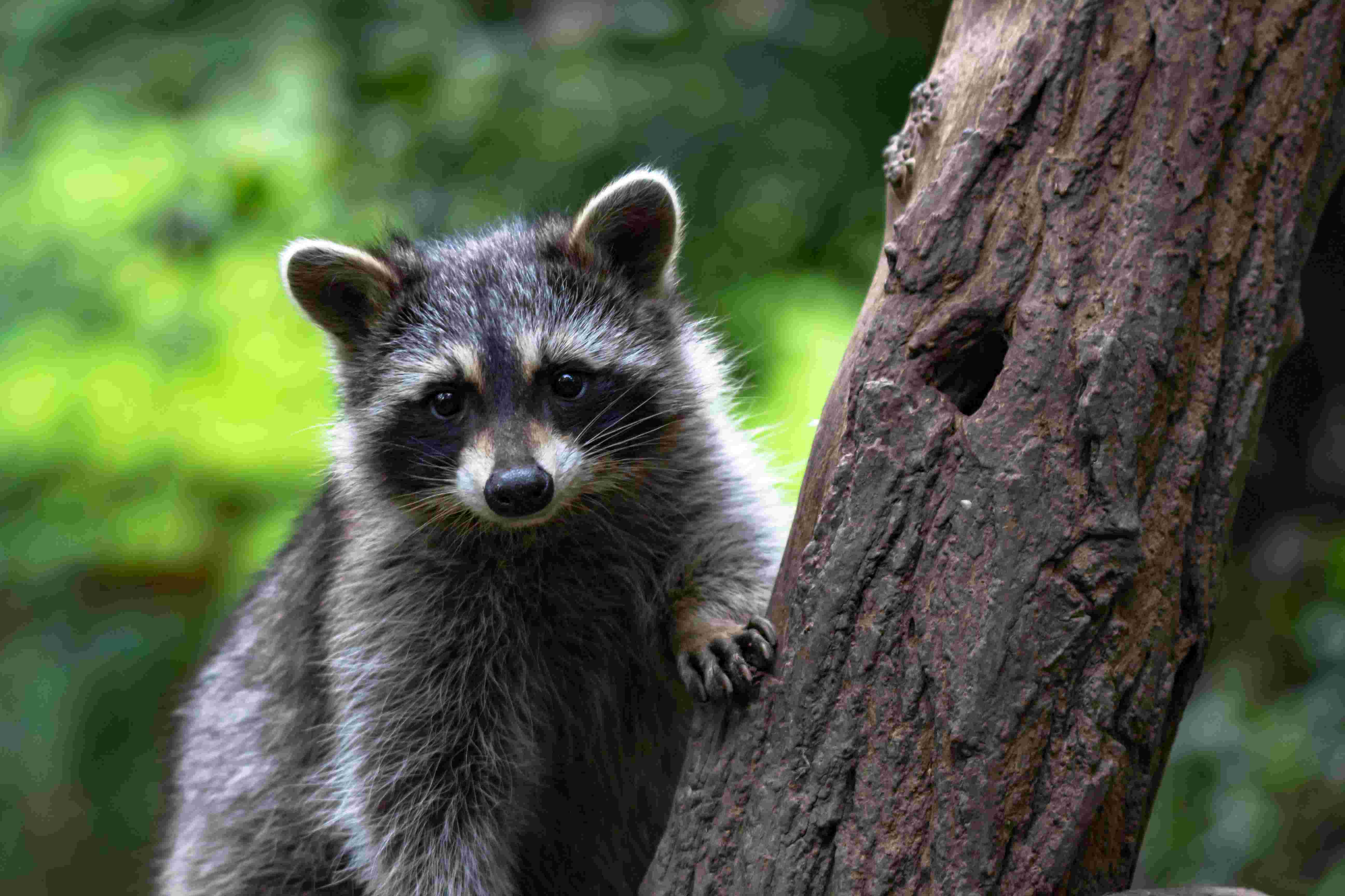 getting rid of raccoons