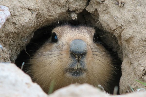groundhog peering out of a borrow