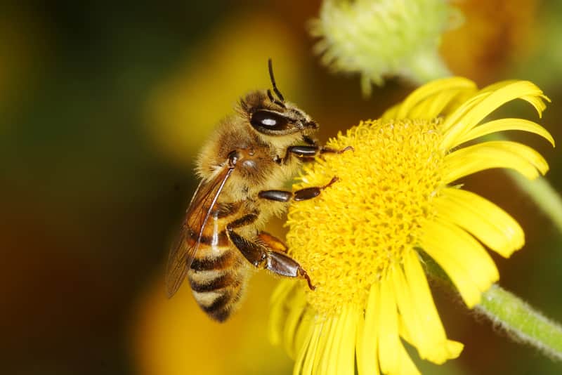 honey-bees-in-winter