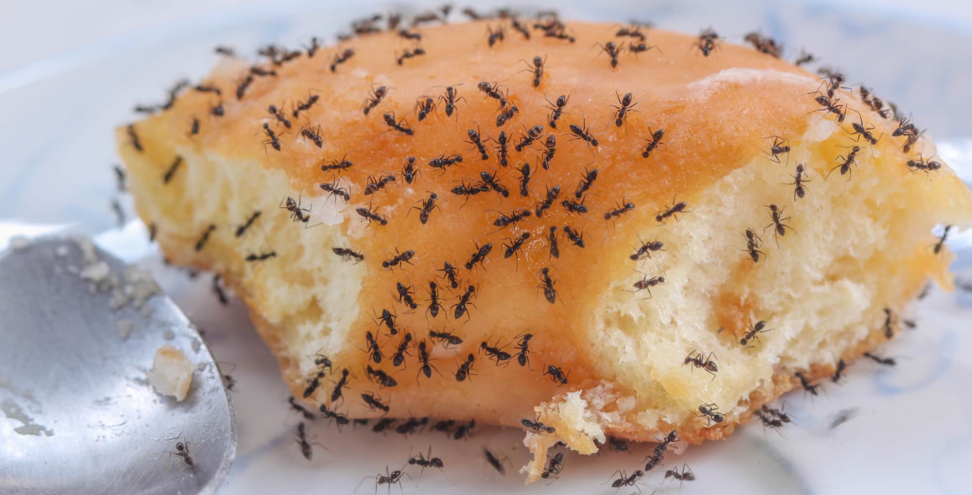 how-ants-find-food-feature