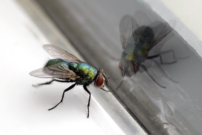fly on a window sill