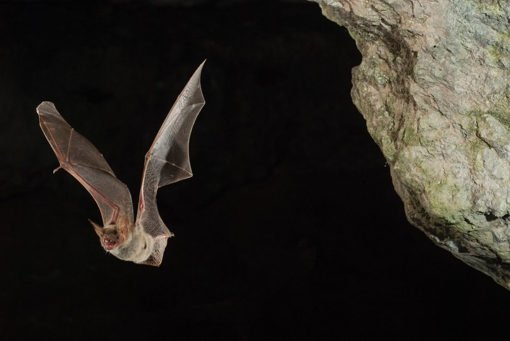 bat flying