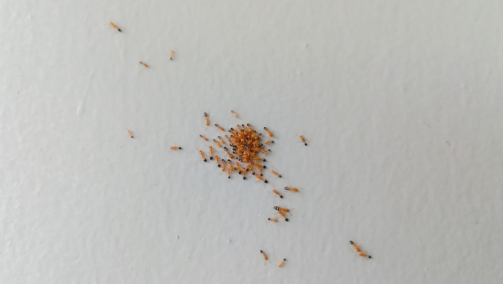 red ants