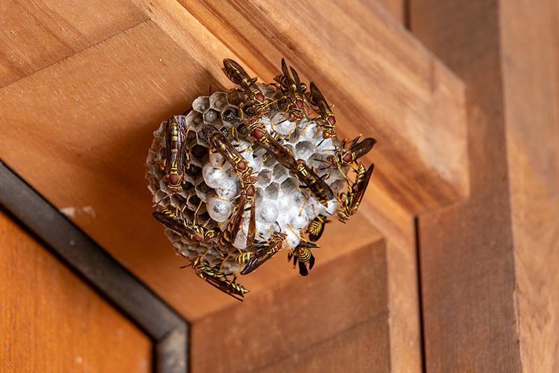 wasp nest