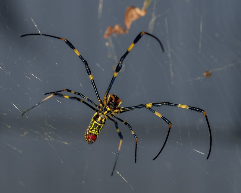 joro spider