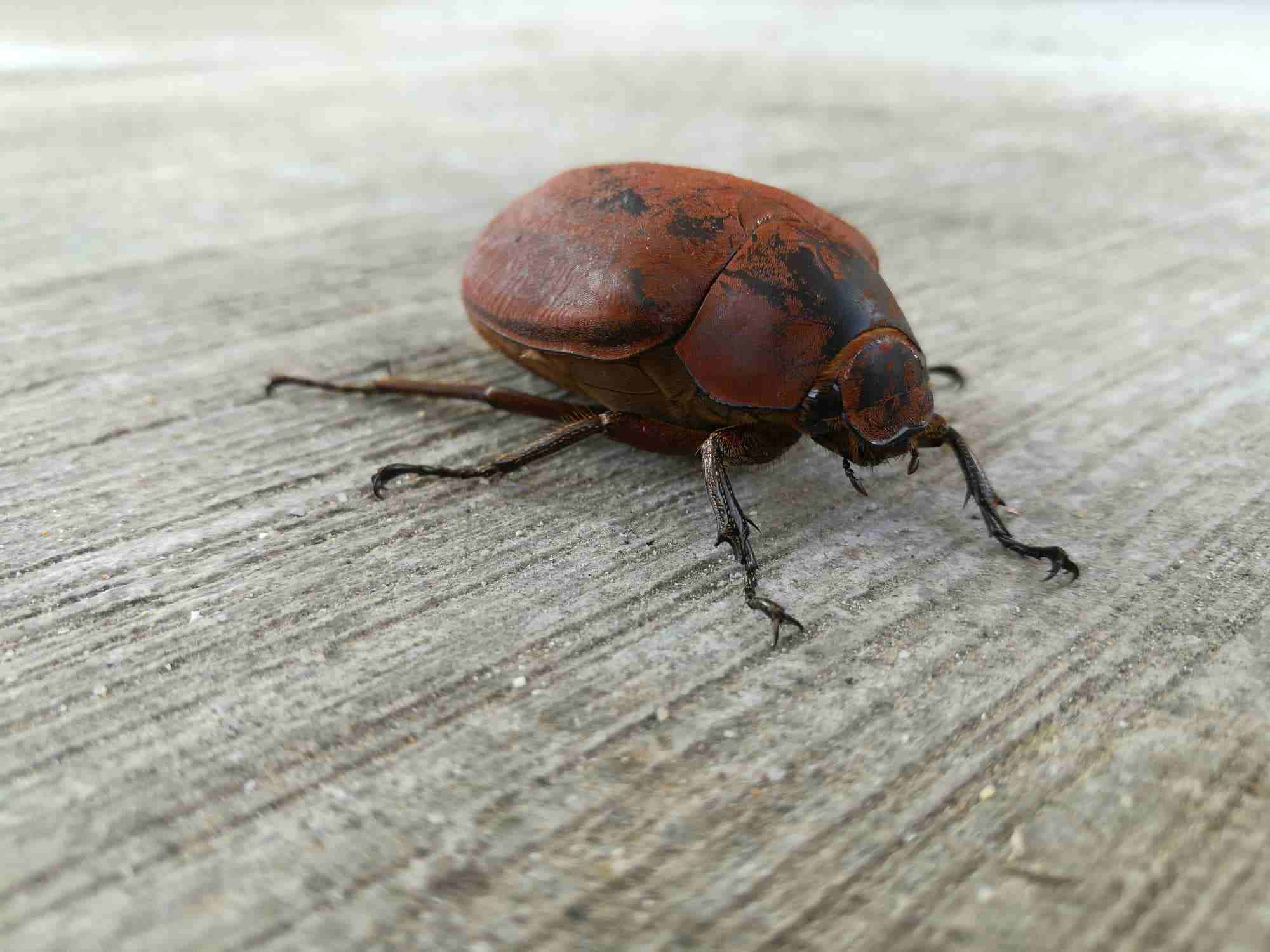 june bug