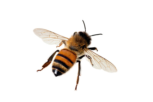 close up of a bee