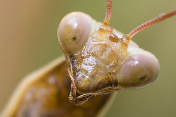 entomophobia