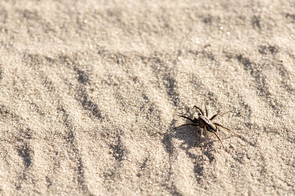 beach-spider