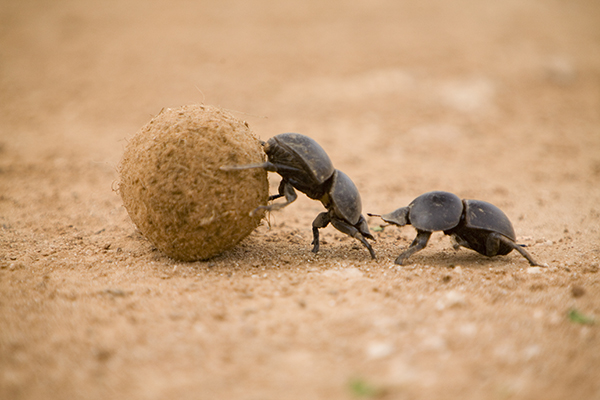 dung-beetle