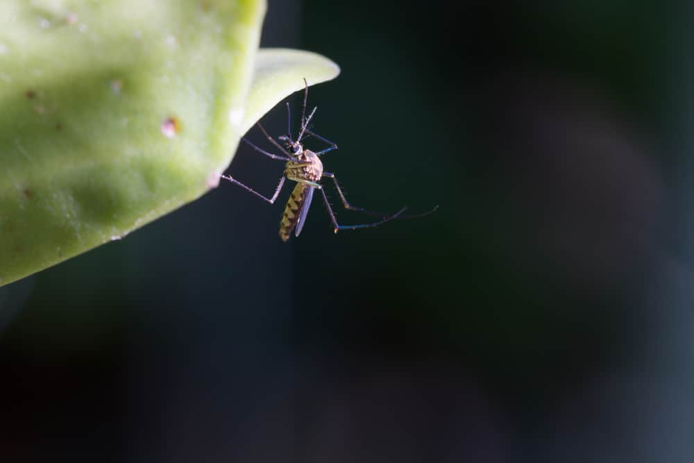 mosquito on plant