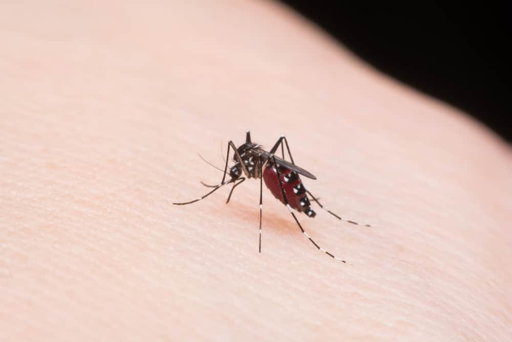 mosquito life cycle