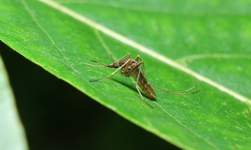 mosquito-on-leaf