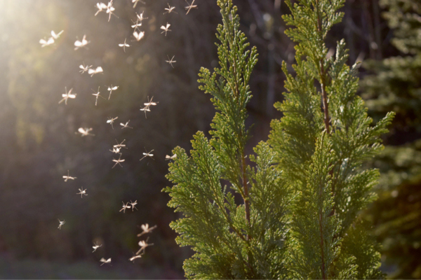 Mosquito swam by tree