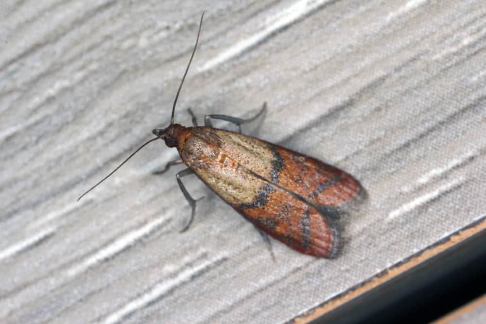 moth-in-house