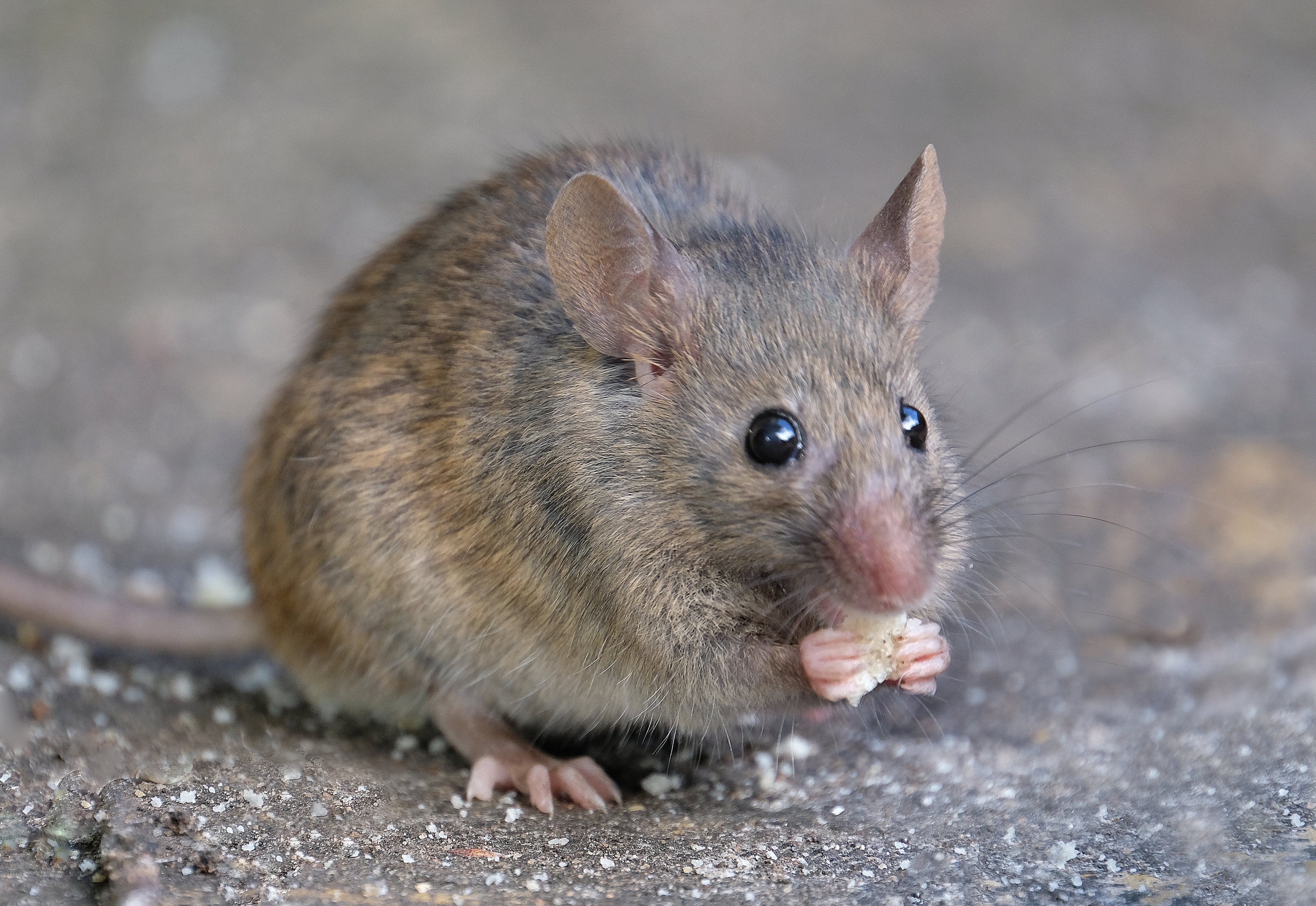 mouse in apartment