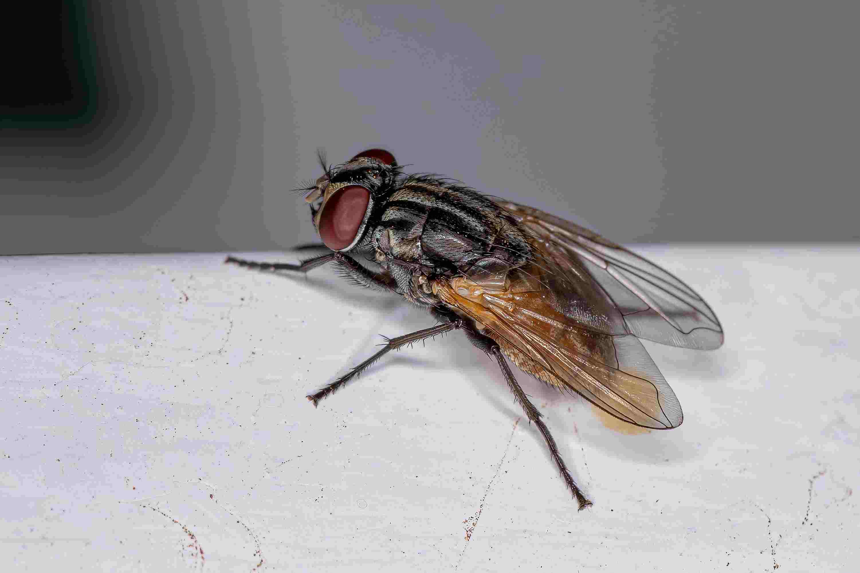 commercial-pest-guide-flies