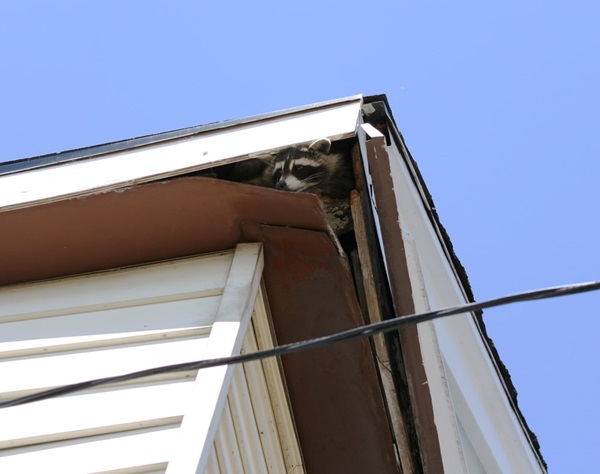 raccoon in house