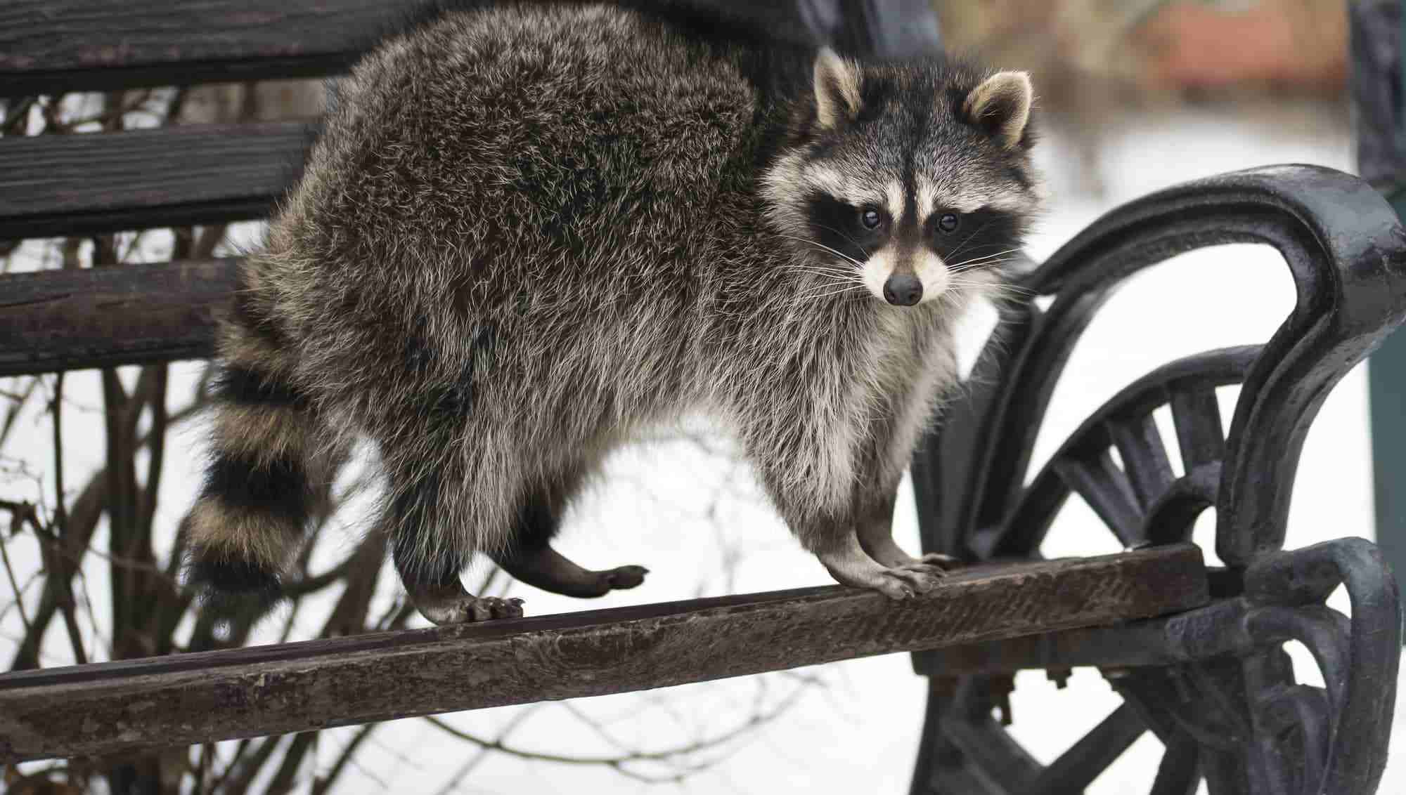 raccoon-winter-bench