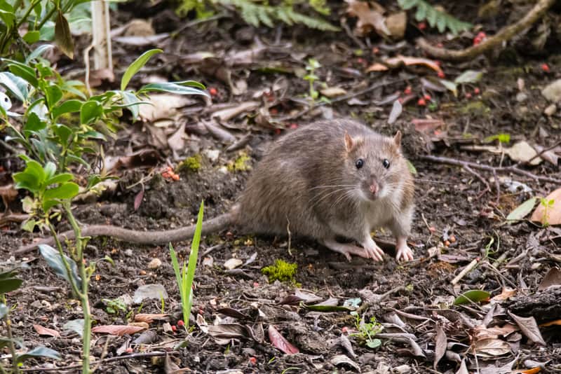 Close up of Norway rat outside