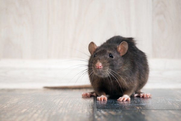 rat indoors on floor