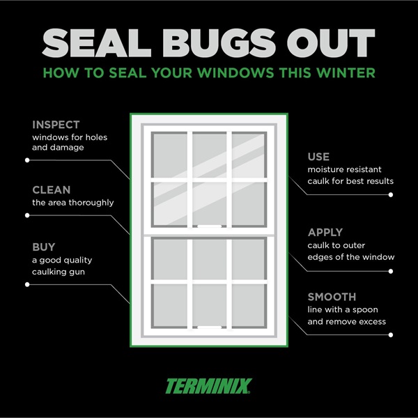 seal bugs out