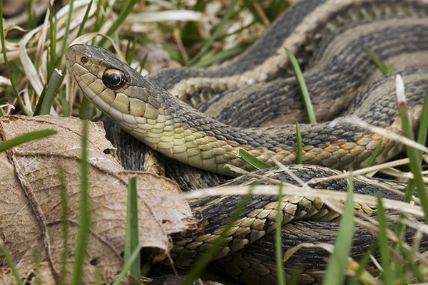 snake-free-yard-main