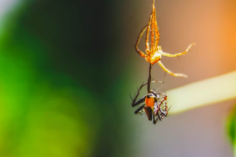 Spider molting