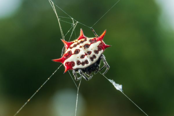 red spiny-backed orb weaver