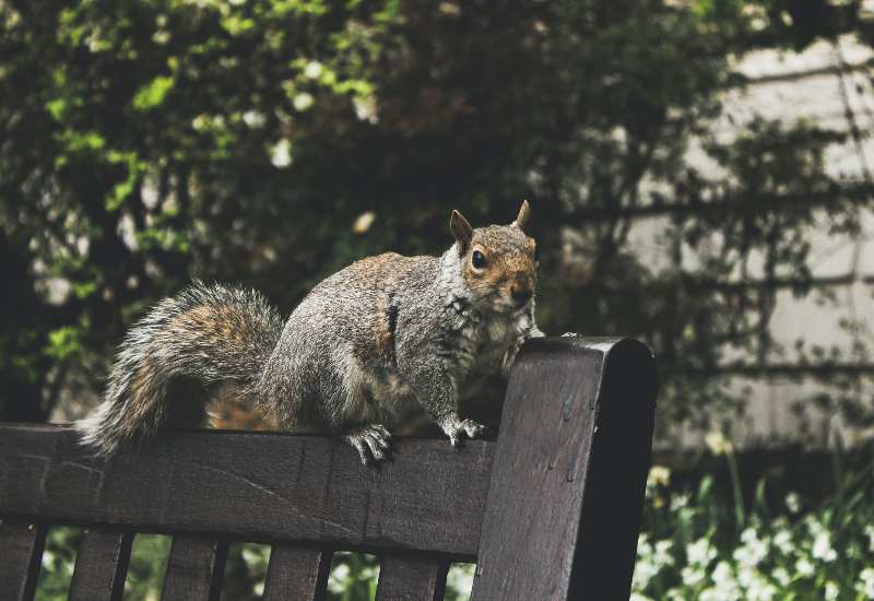 squirrel