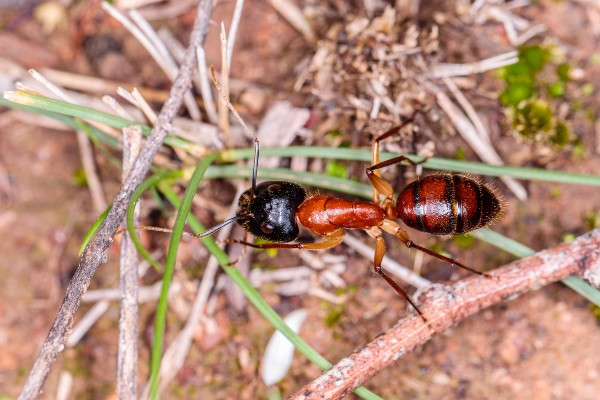 sugar ant