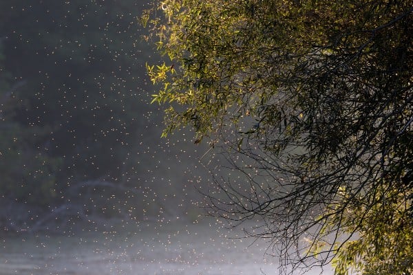swarm of flies in a storm