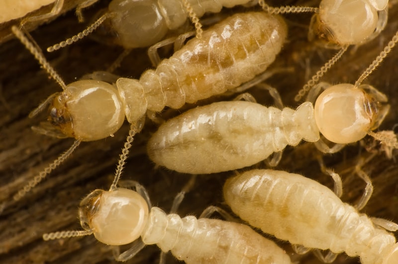 close up of subterranean termites