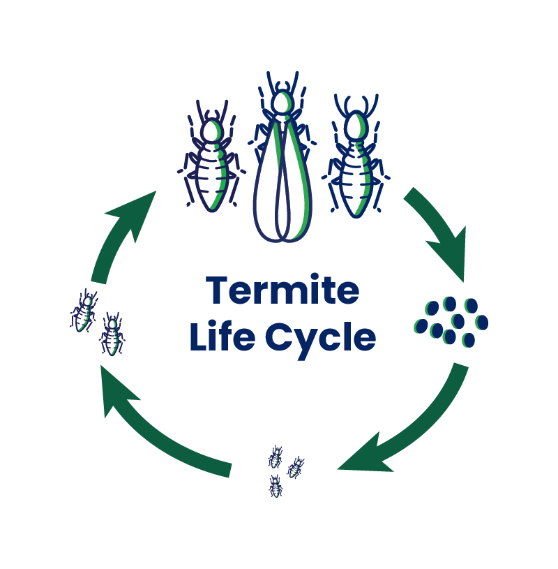 termite life cycle infographic