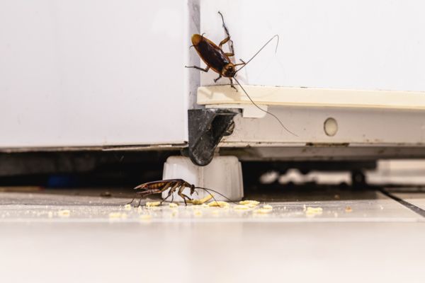 Cockroach crawling