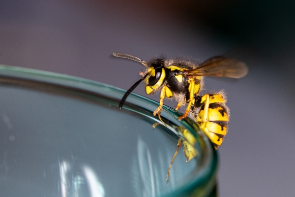 TMX wasp on glass