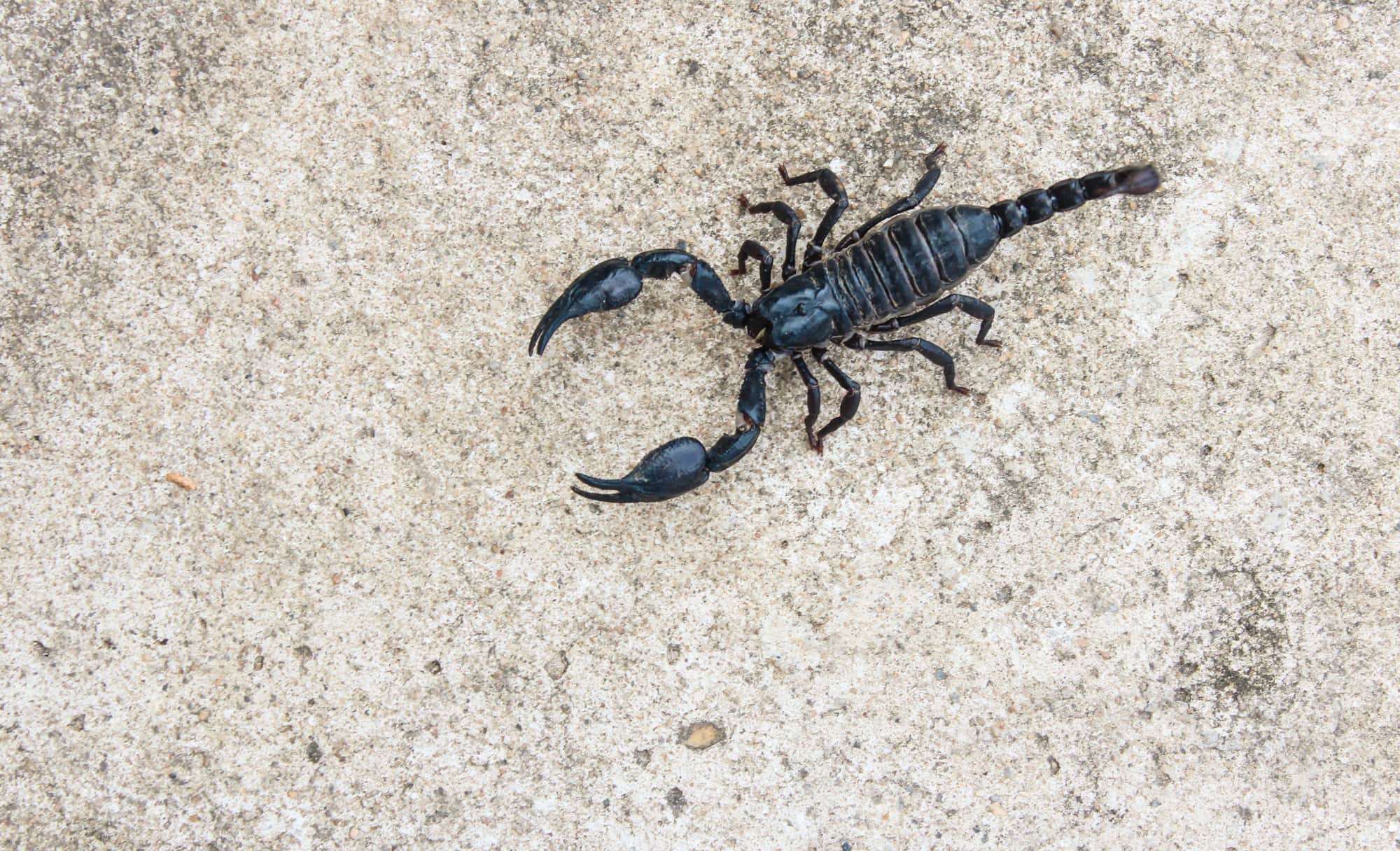 what-is-an-arachnid