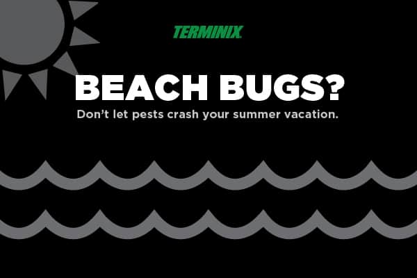 Beach bugs