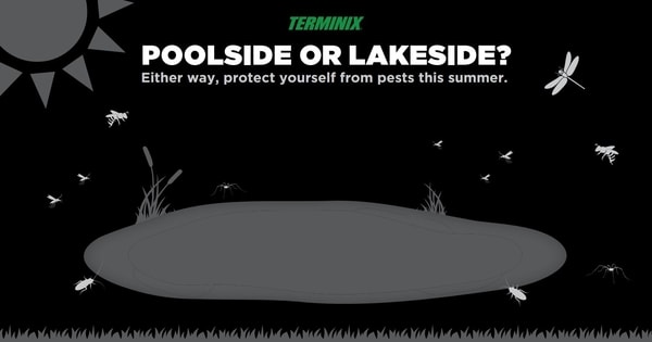 Lake bugs