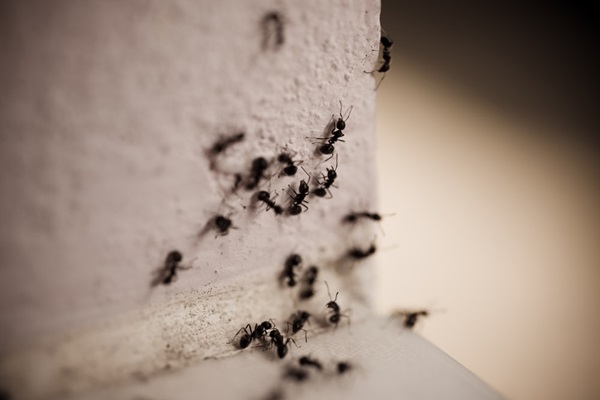 ants