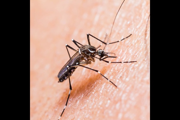 yellow fever mosquito