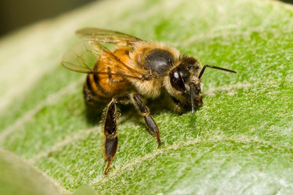 Africanized honey bee on leaf