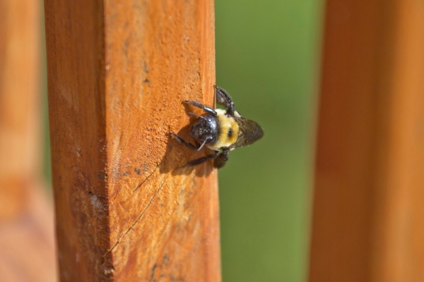 Carpenter bee nesting on wood