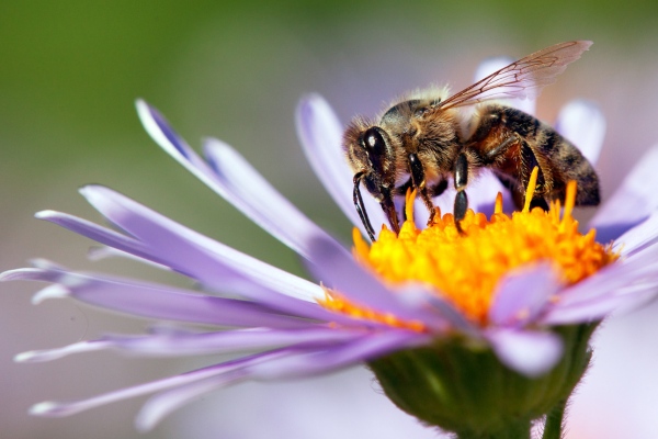 European honey bees on flower