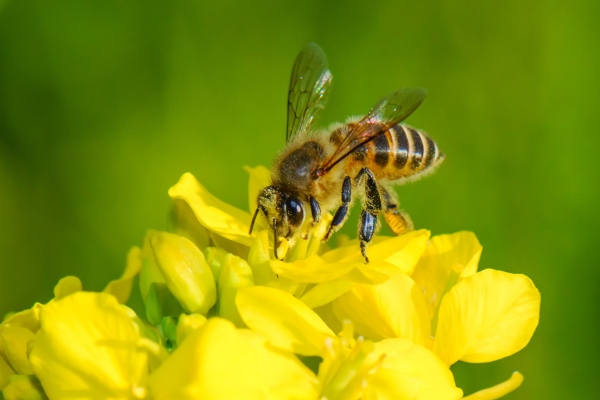 Japanese honey bees on flower
