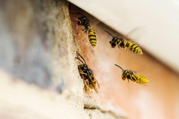 bees trying to get inside a house