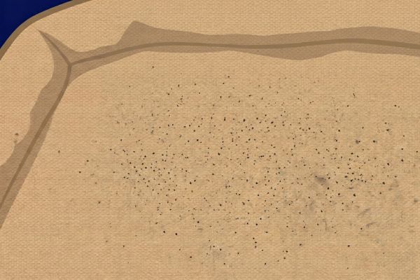 flea dirt